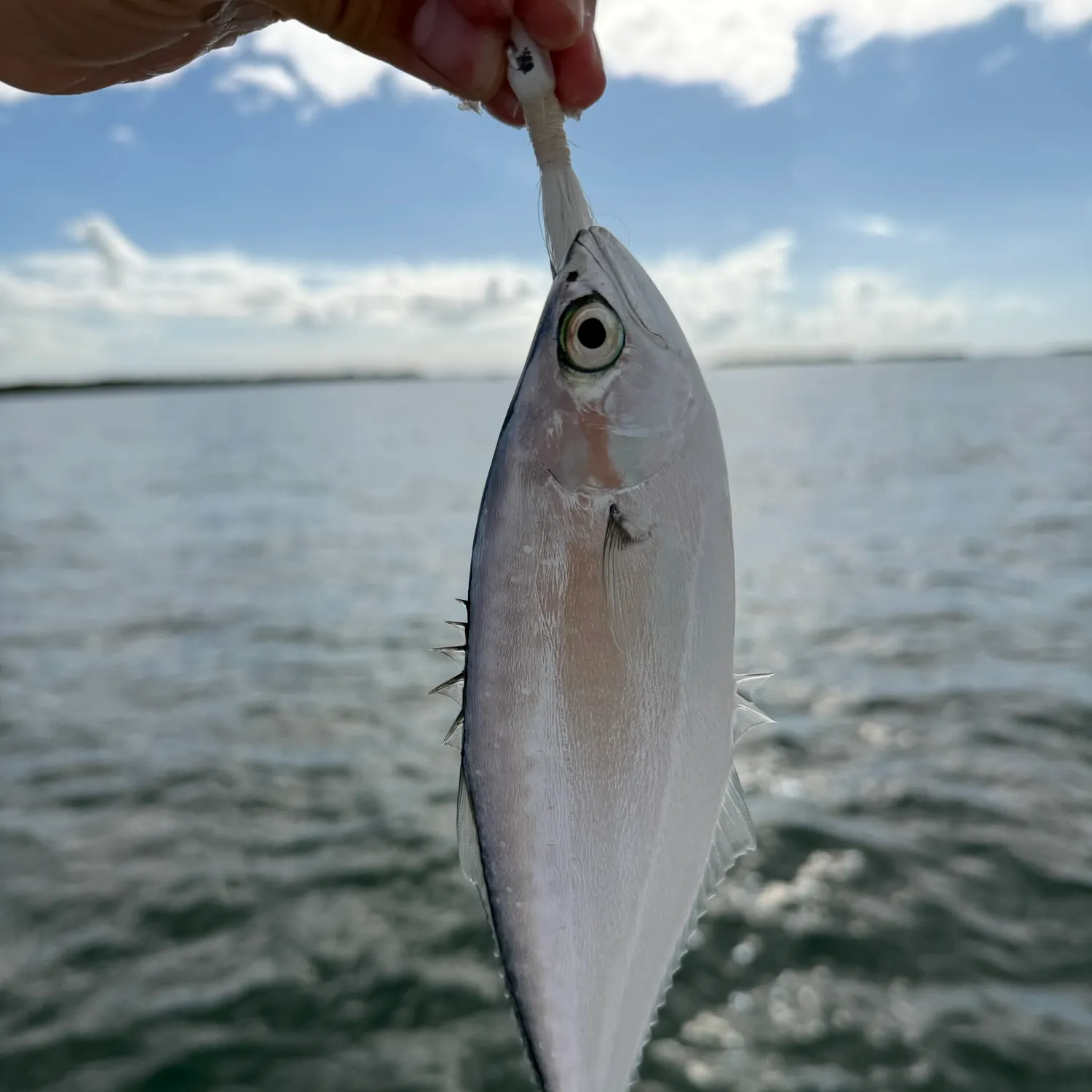 The most recent Leatherjack catches on Fishbrain