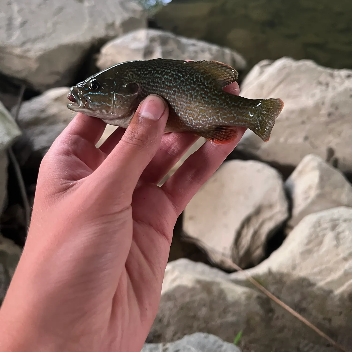 Green sunfish caught on Fishbrain