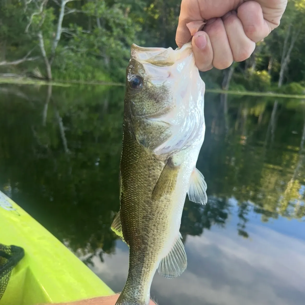 Largemouth bass caught on Fishbrain