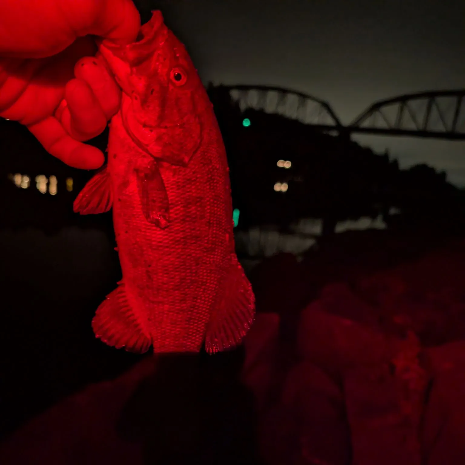 Smallmouth bass caught on Fishbrain