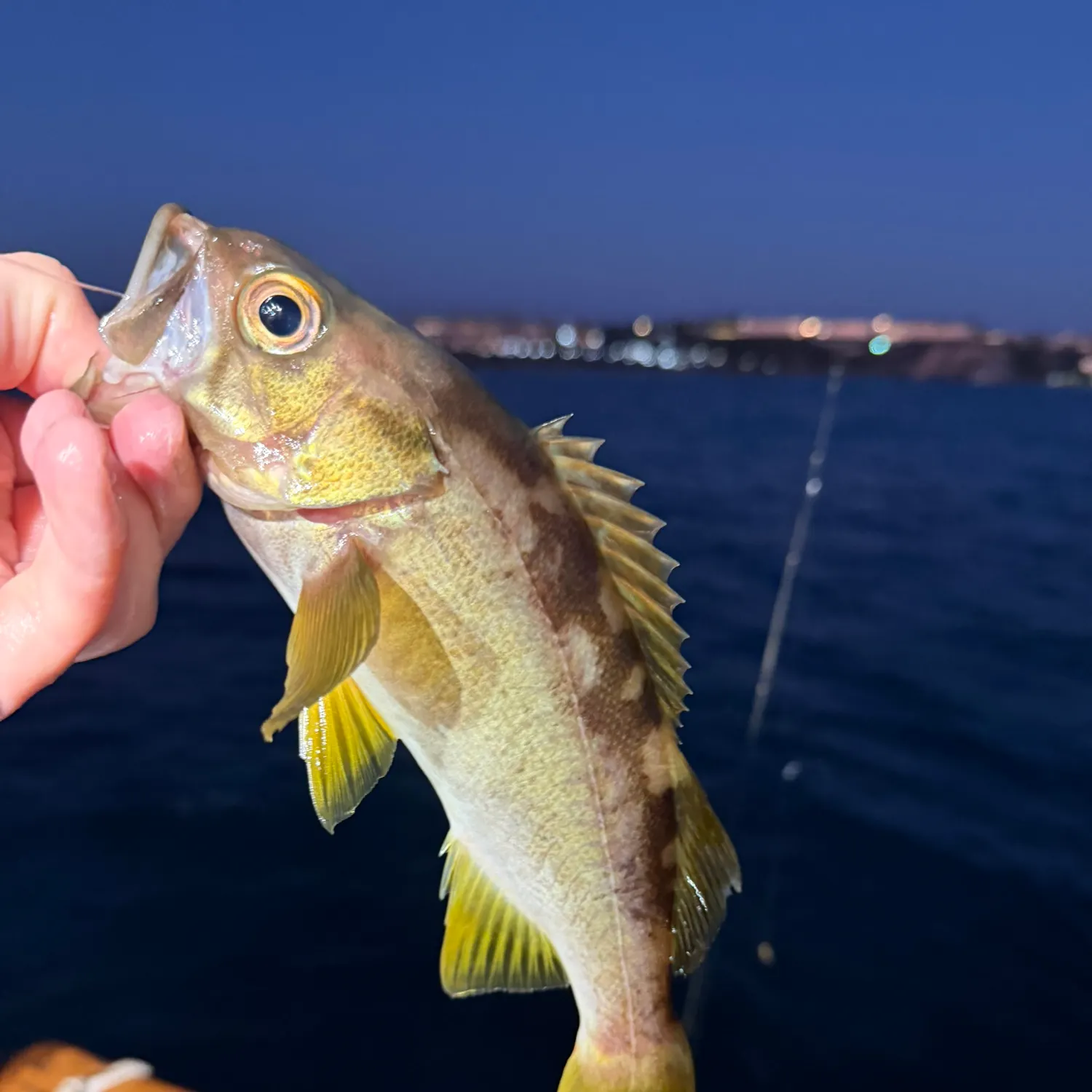 Olive rockfish caught on Fishbrain