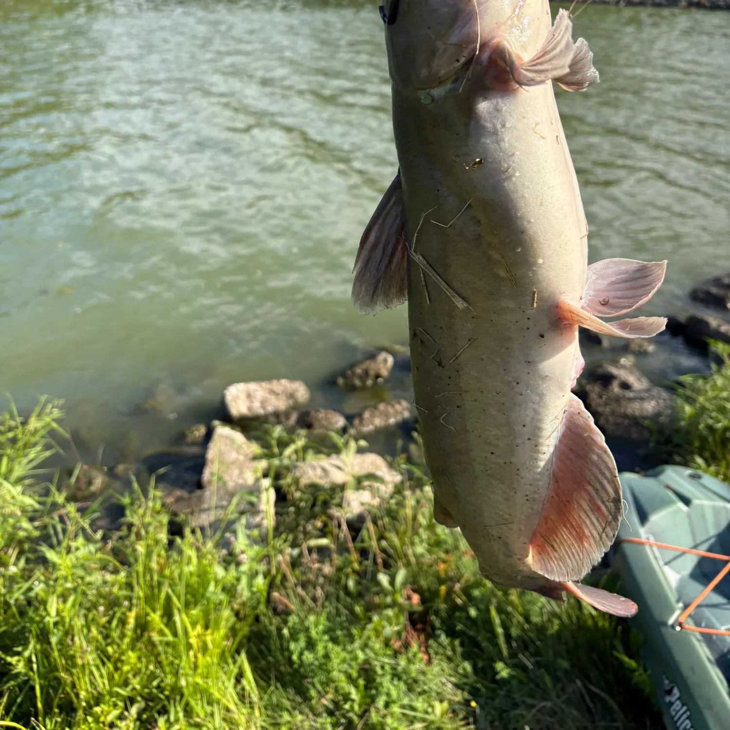 Channel catfish caught on Fishbrain