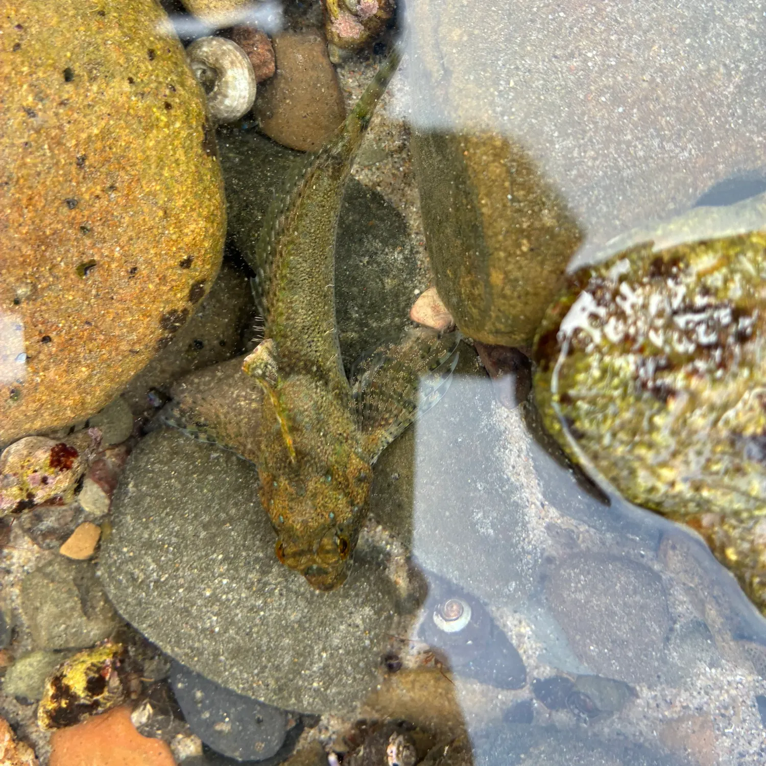 The most recent Tidepool sculpin catches on Fishbrain