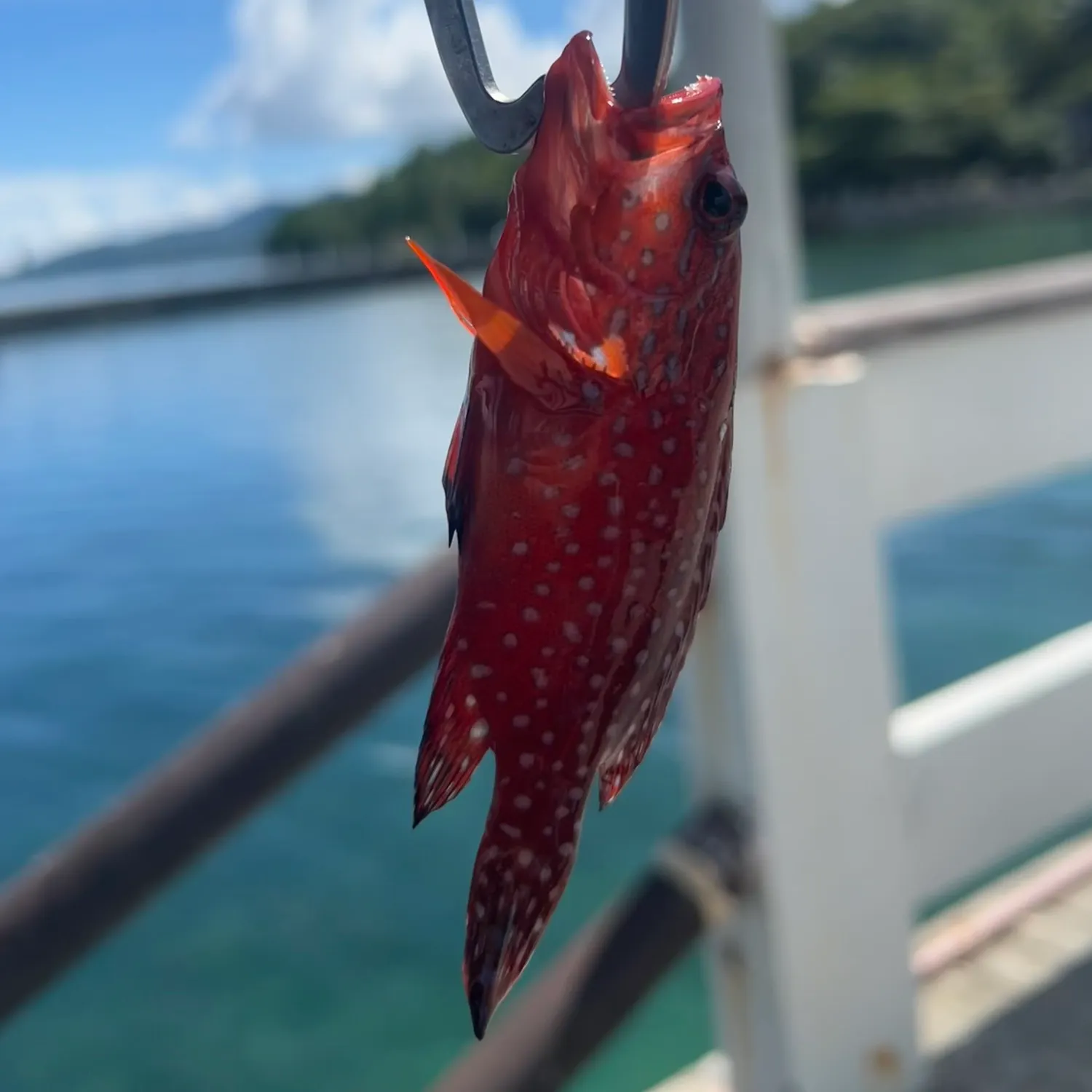 most liked catch image