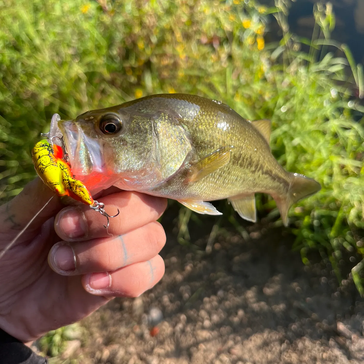 Largemouth bass caught on Fishbrain