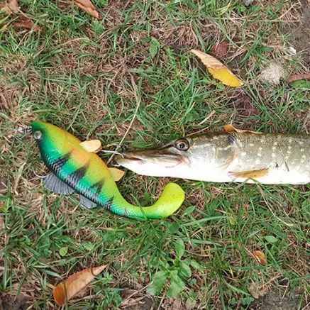 Northern pike caught on Fishbrain
