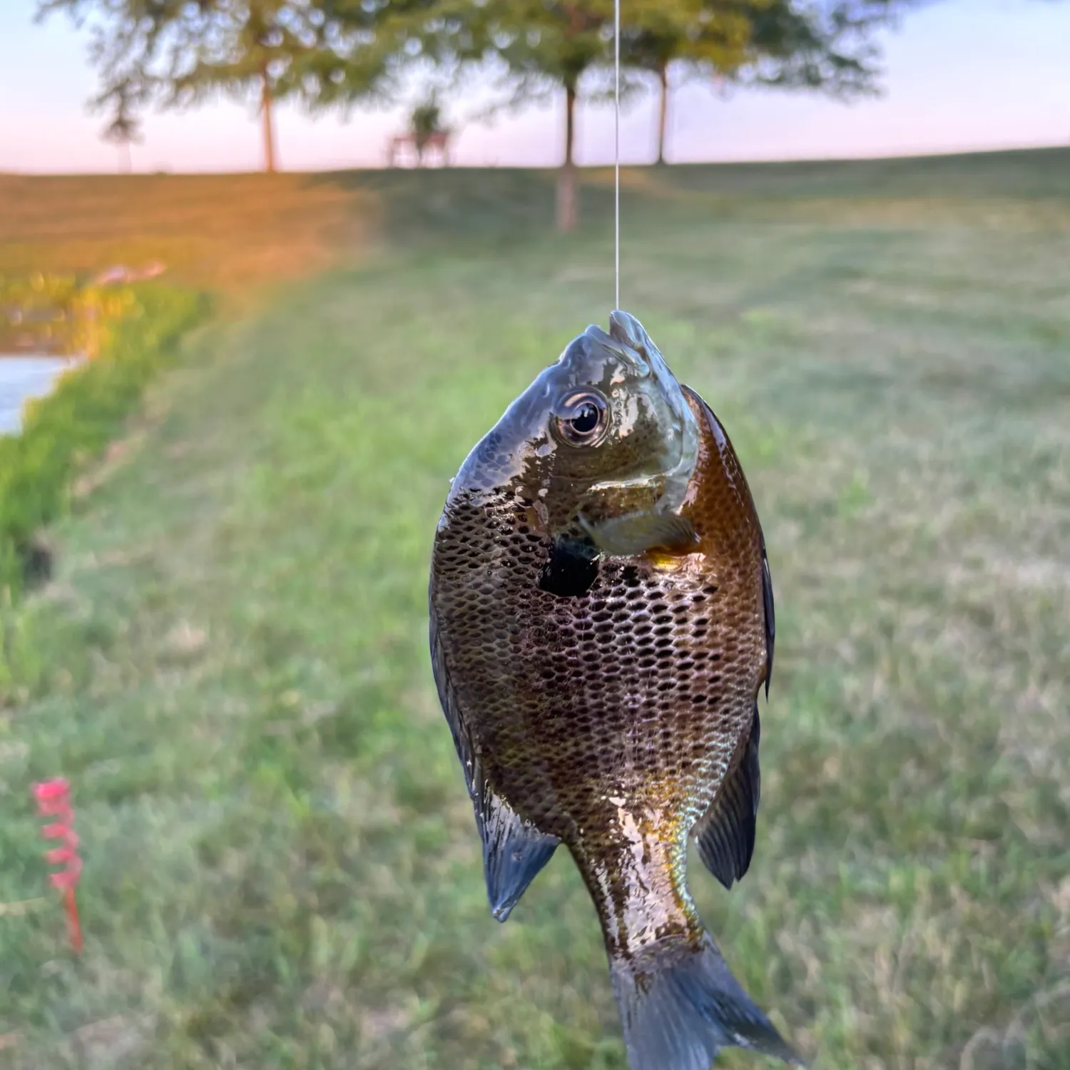 Bluegill caught on Fishbrain