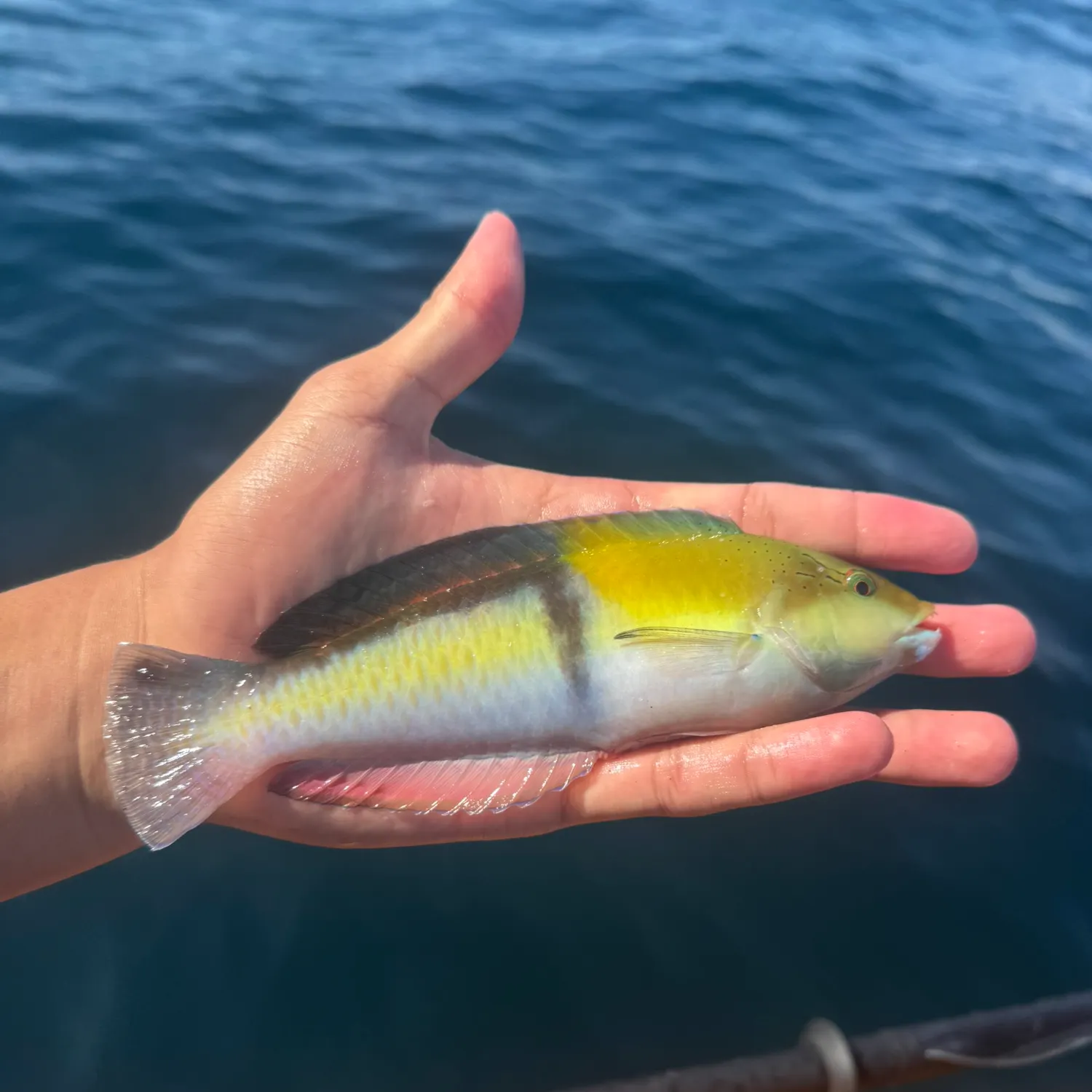 The most recent Yellowhead wrasse catches on Fishbrain