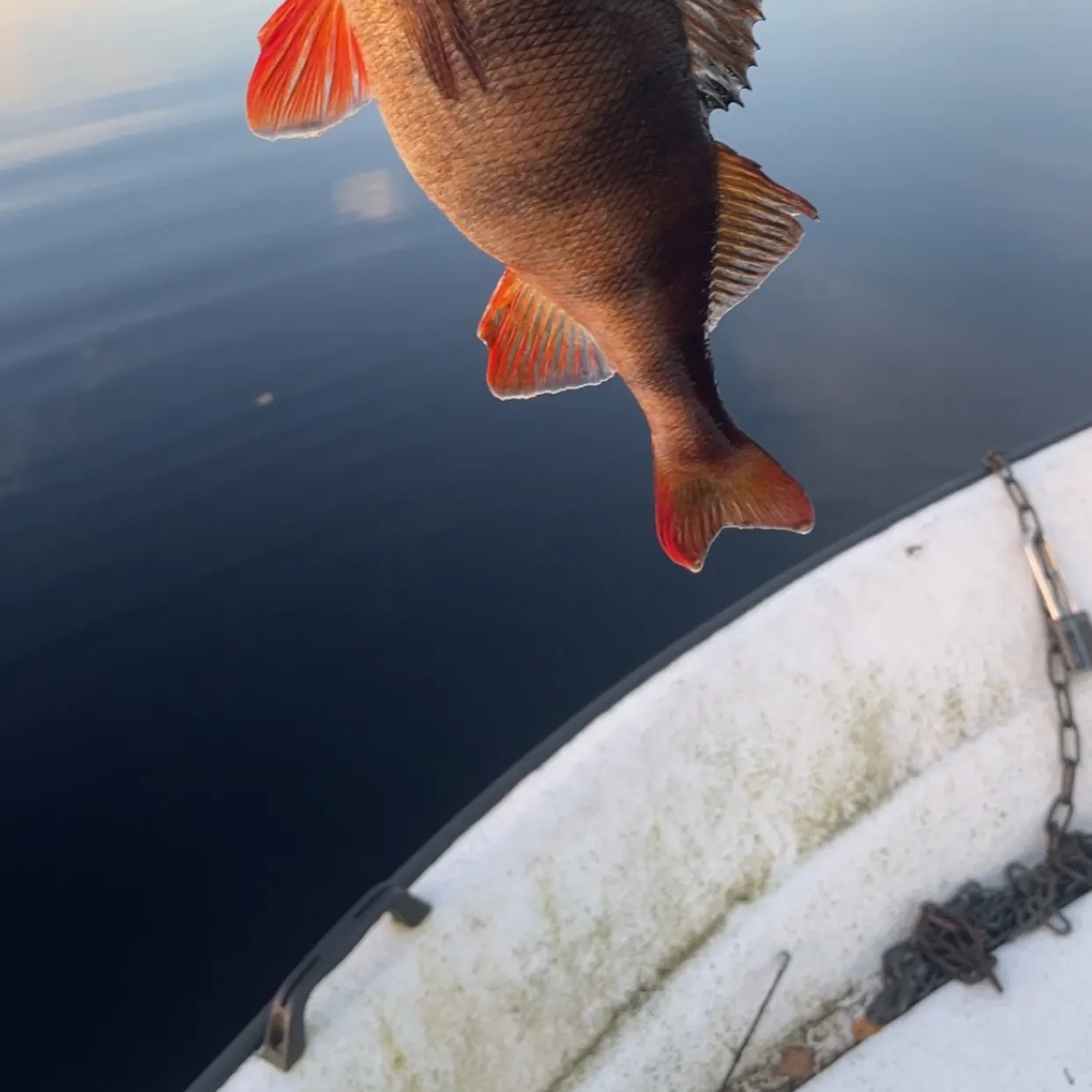 European perch caught on Fishbrain