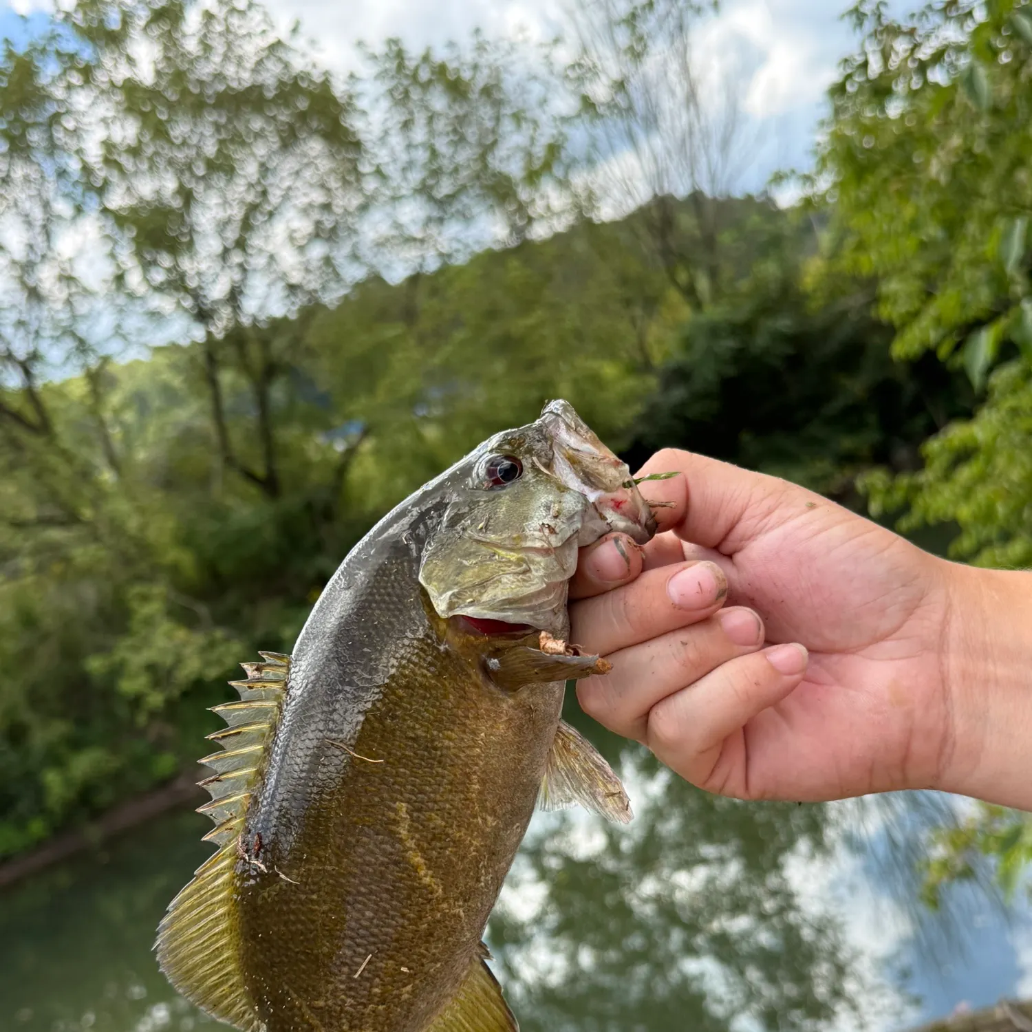 Smallmouth bass caught on Fishbrain