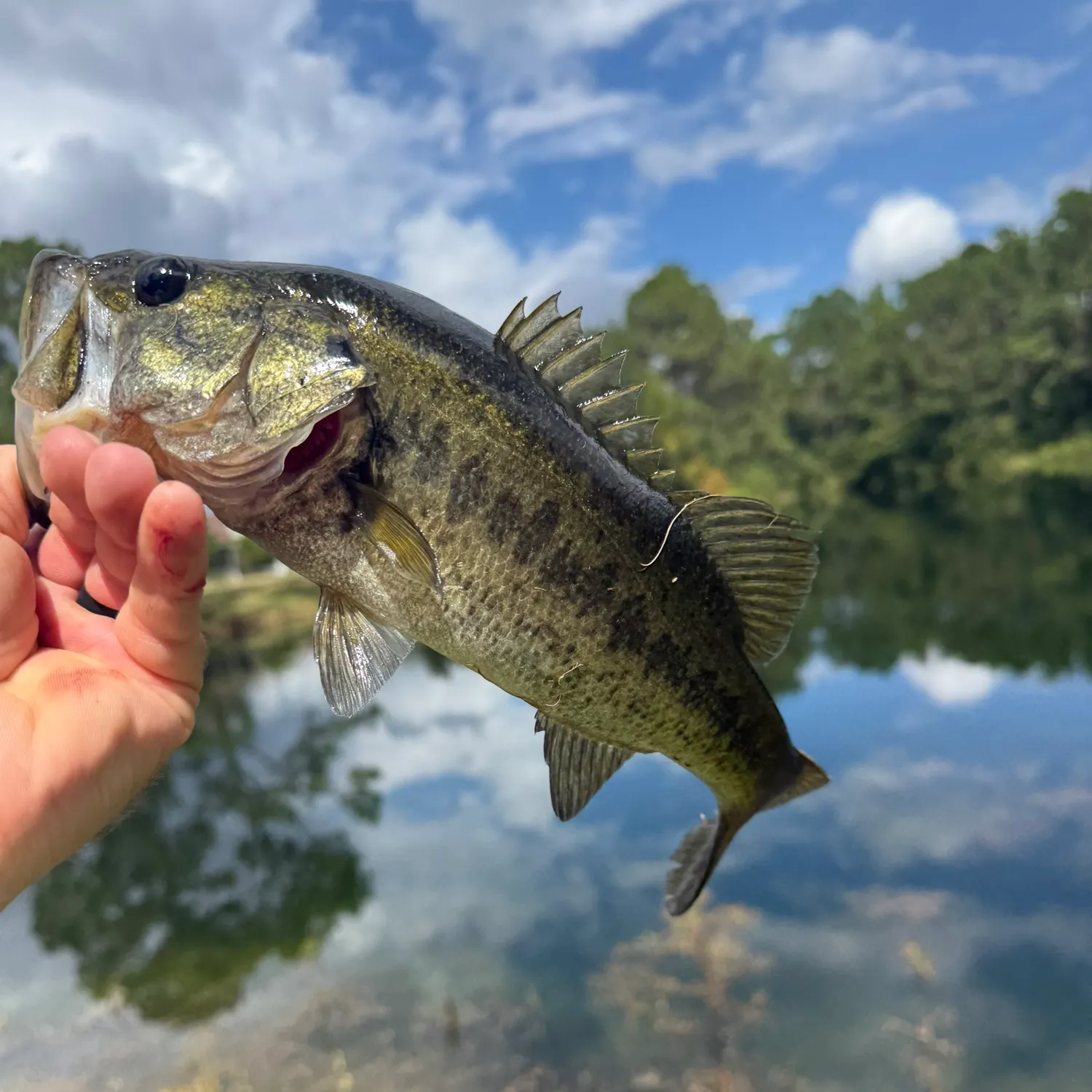 Largemouth bass caught on Fishbrain