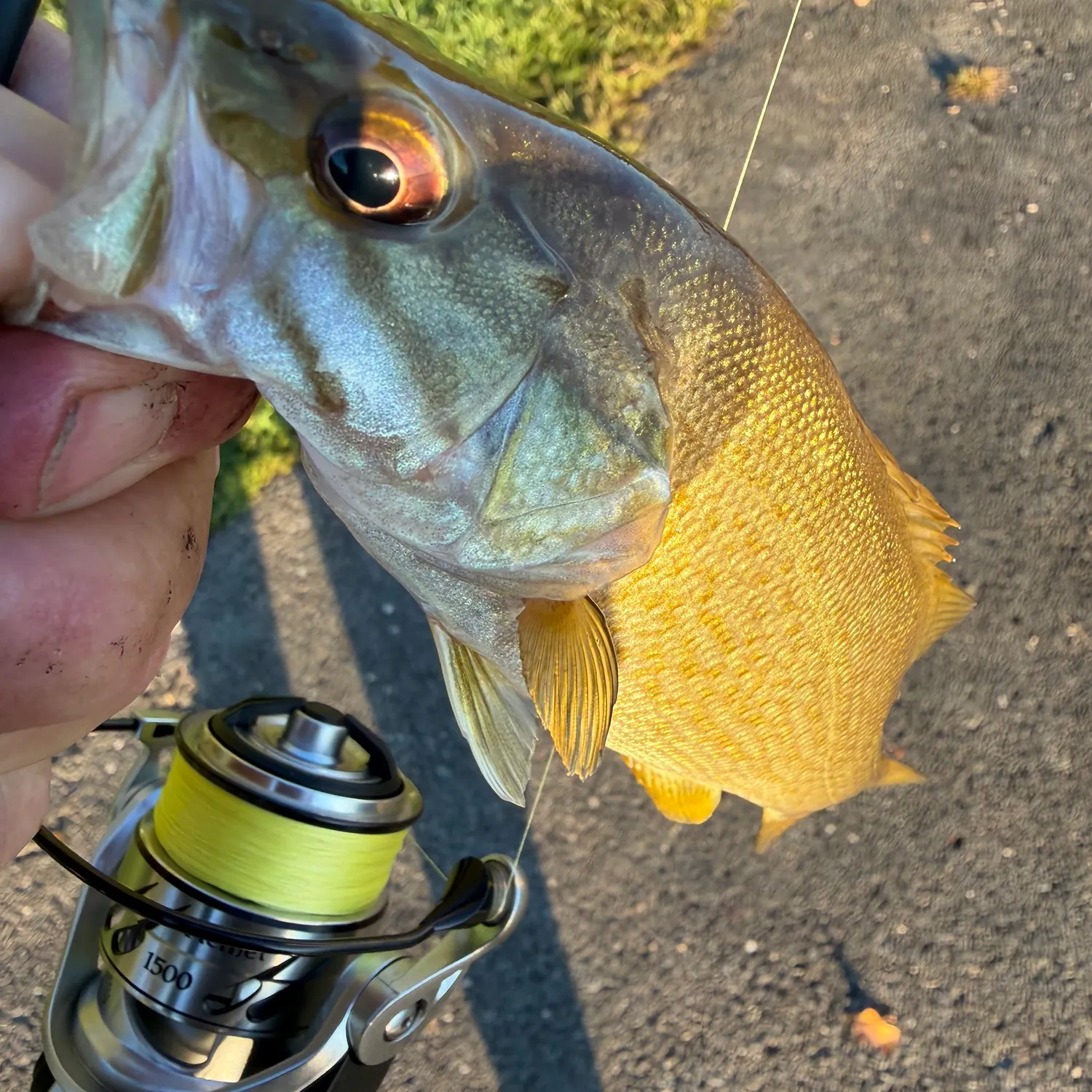 catch