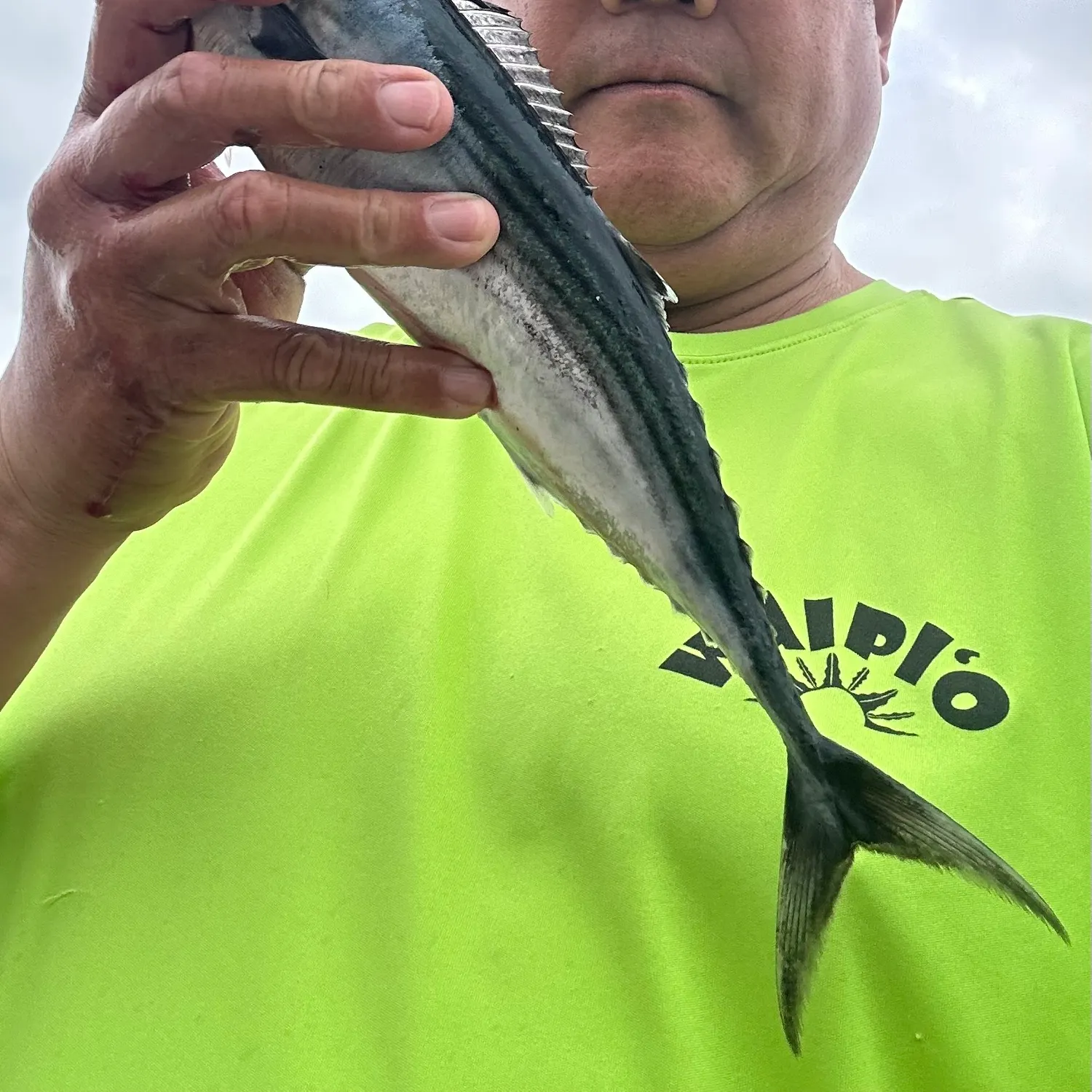 The most recent Eastern Pacific bonito catches on Fishbrain
