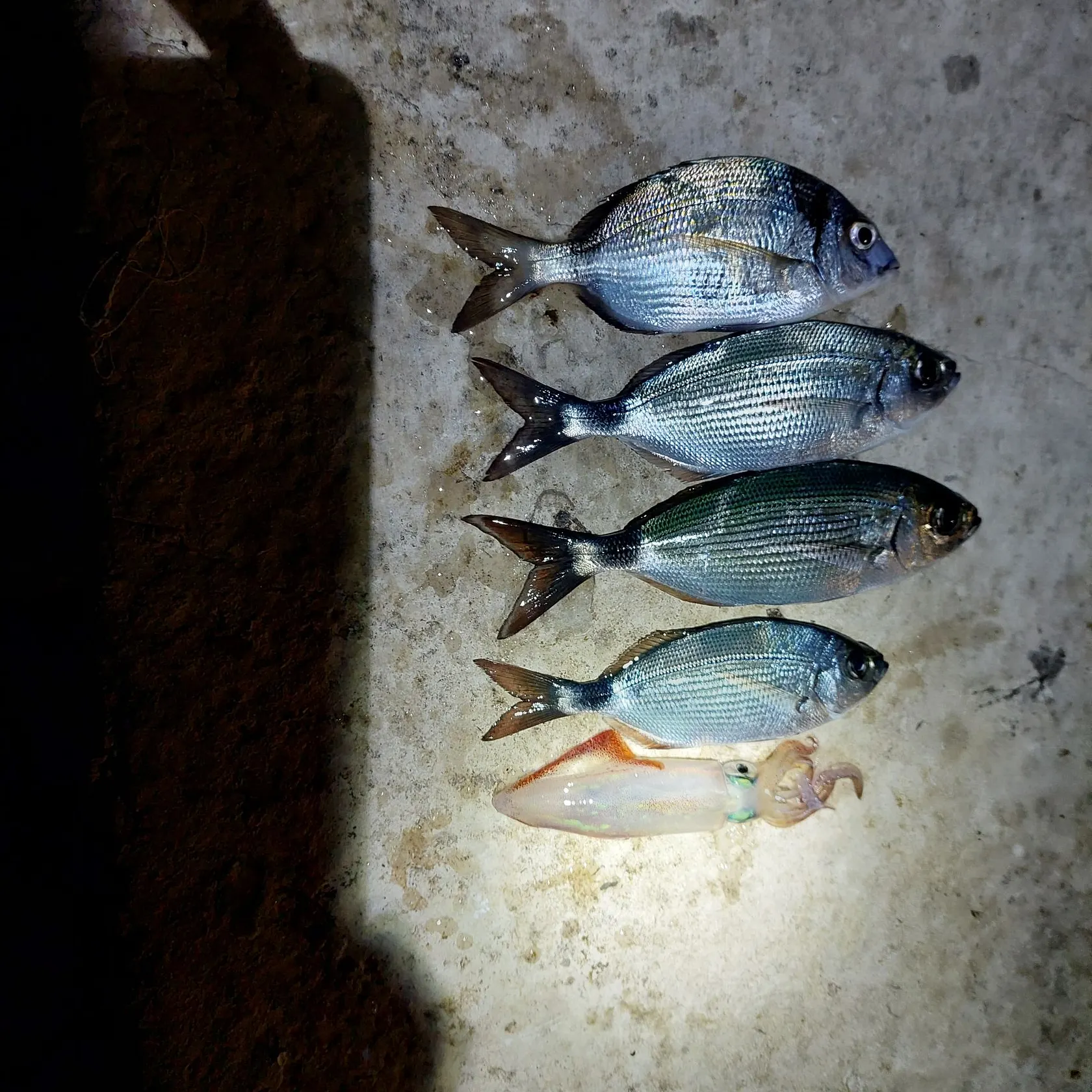 Saddled seabream caught on Fishbrain