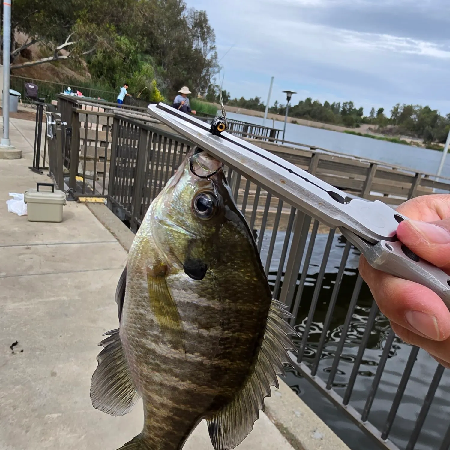 Bluegill caught on Fishbrain