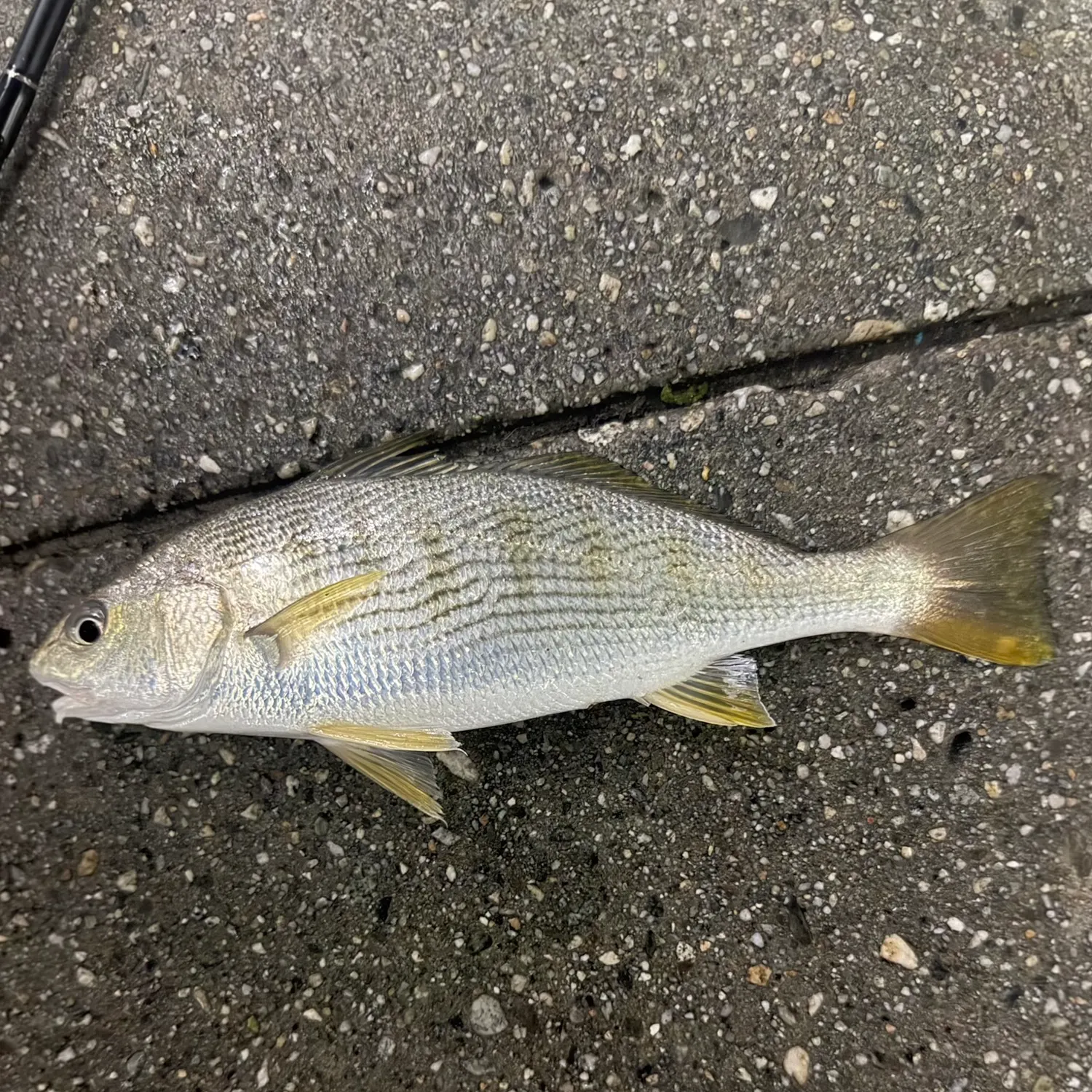 Yellowfin croaker caught on Fishbrain
