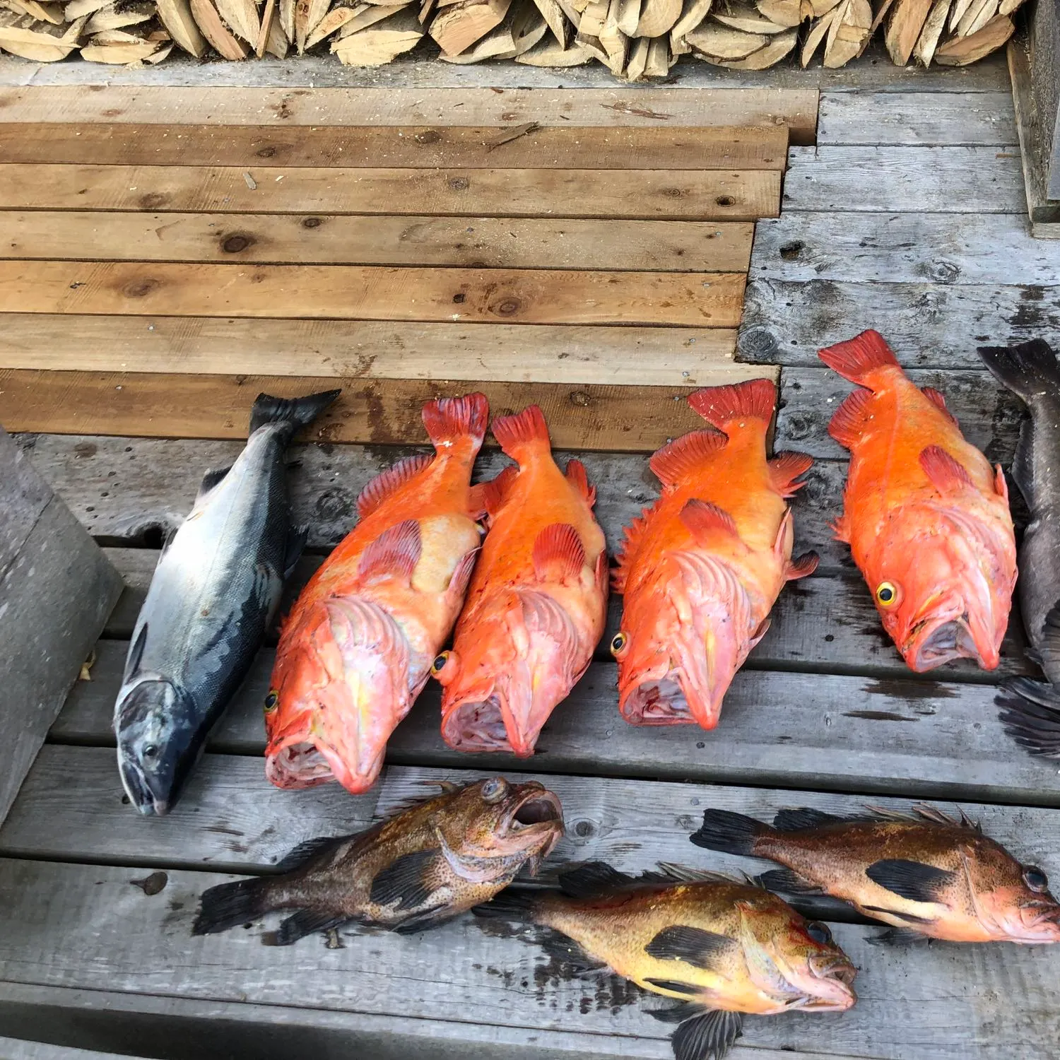 recently logged catches