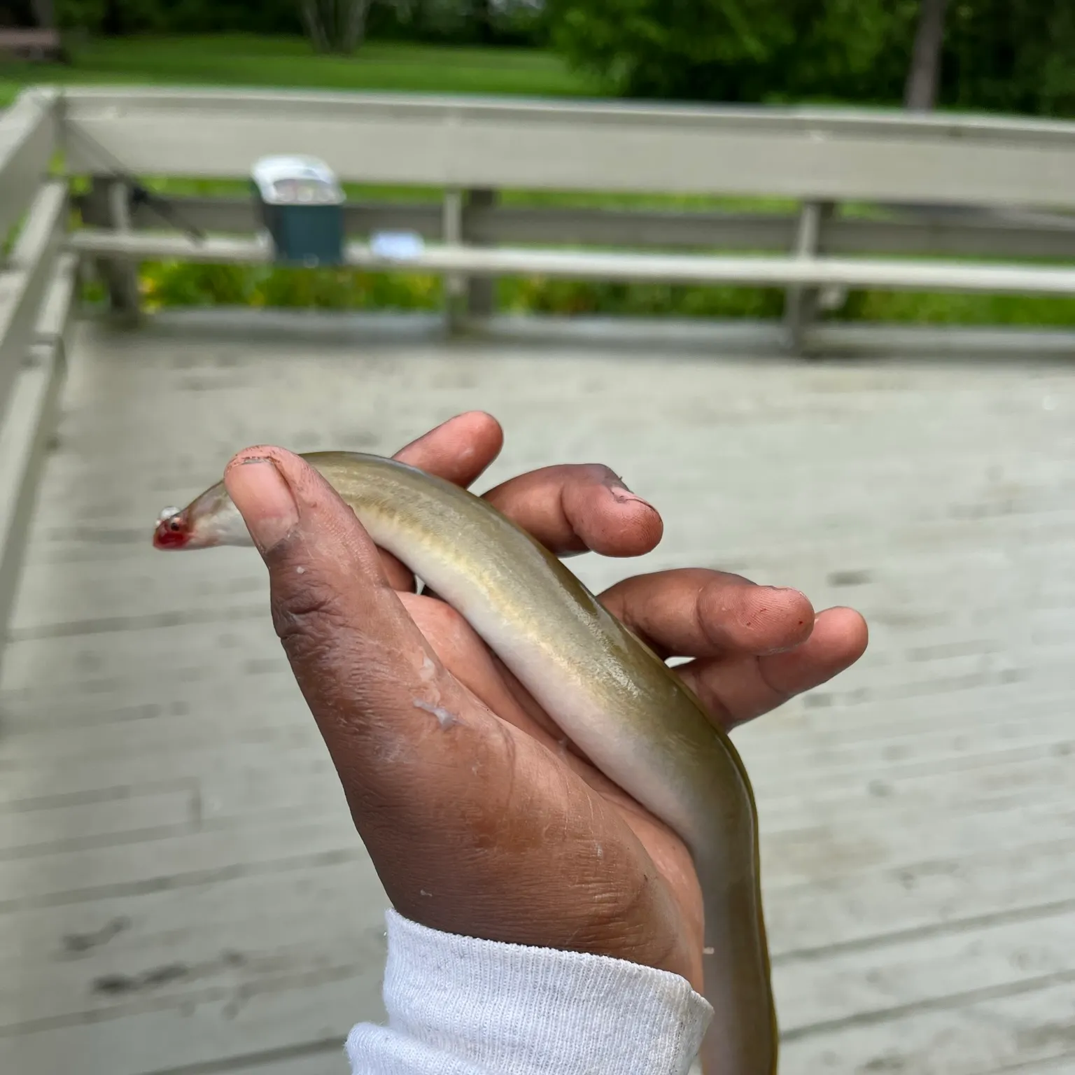 The most recent American eel catches on Fishbrain