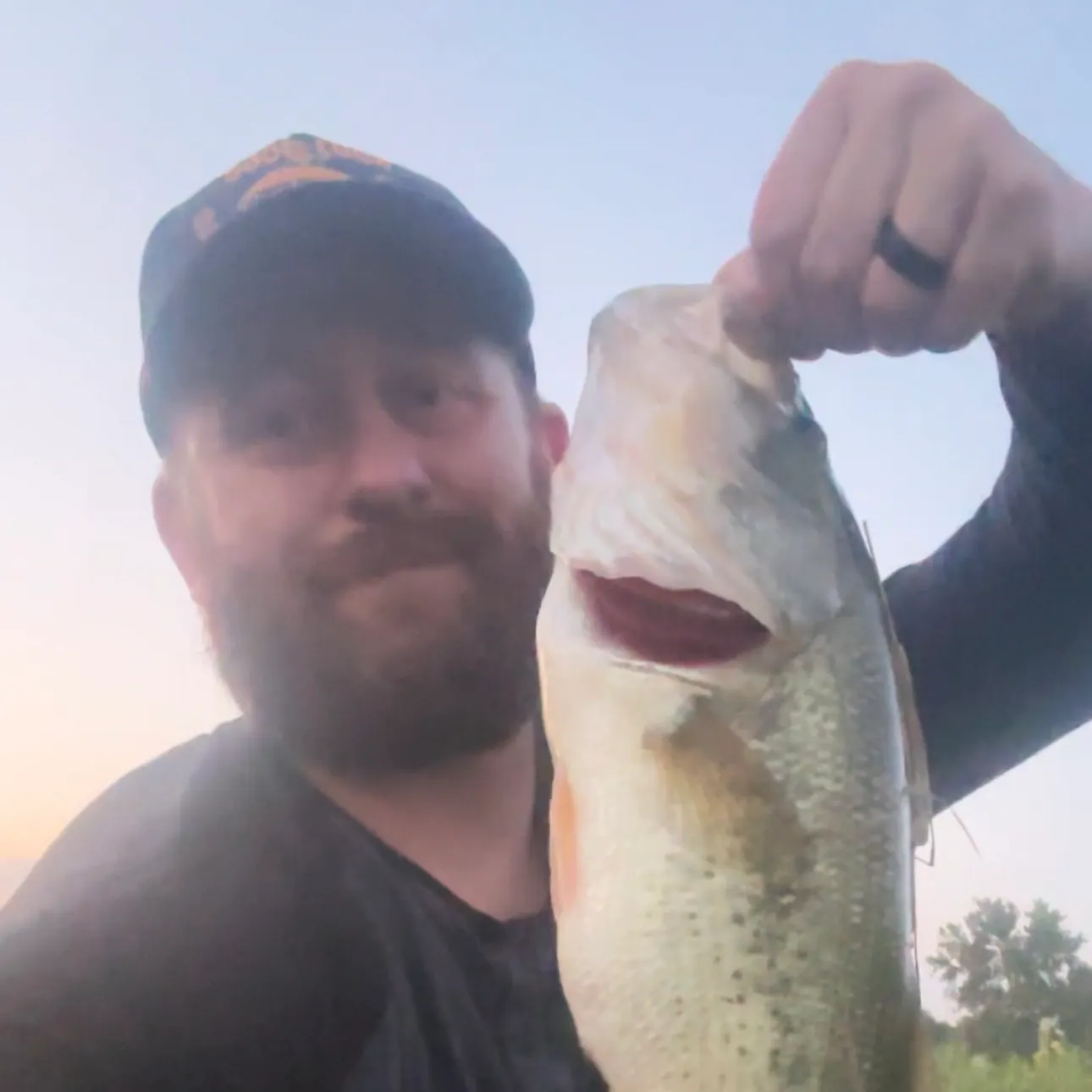 Largemouth bass caught on Fishbrain