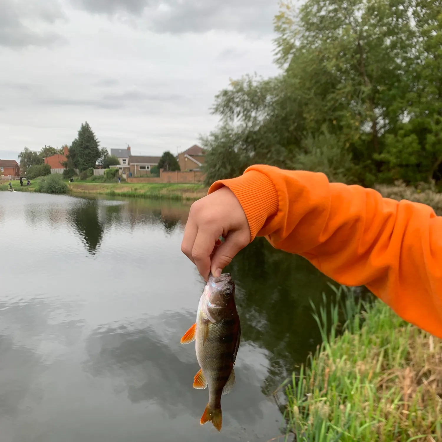 European perch caught on Fishbrain