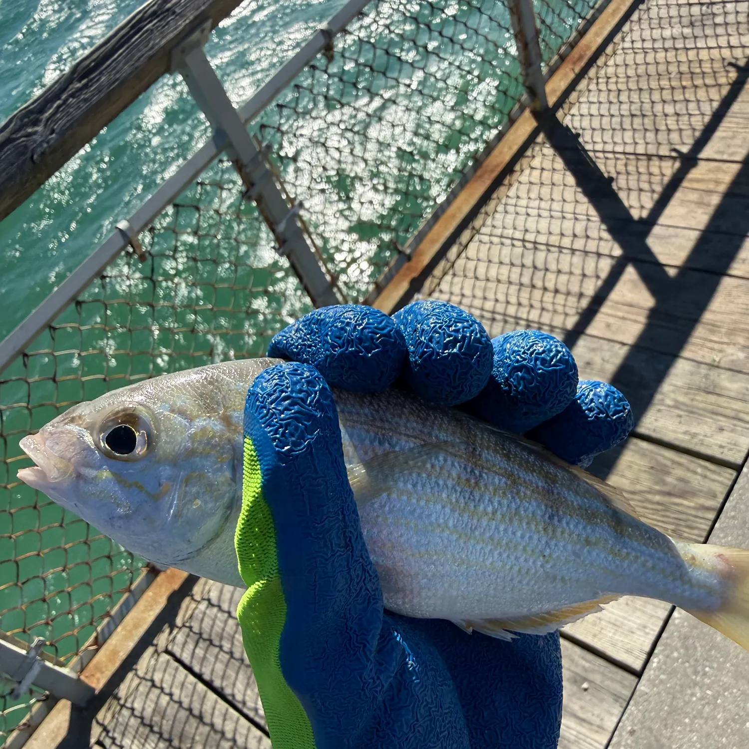 Pinfish caught on Fishbrain