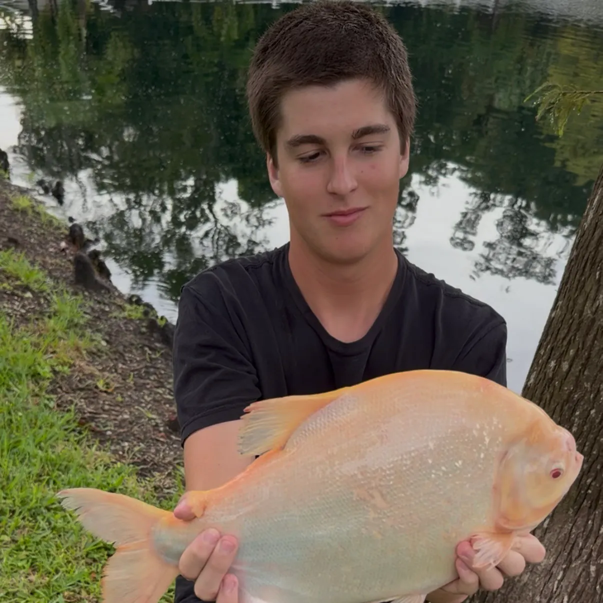 The most recent Red-bellied pacu catches on Fishbrain