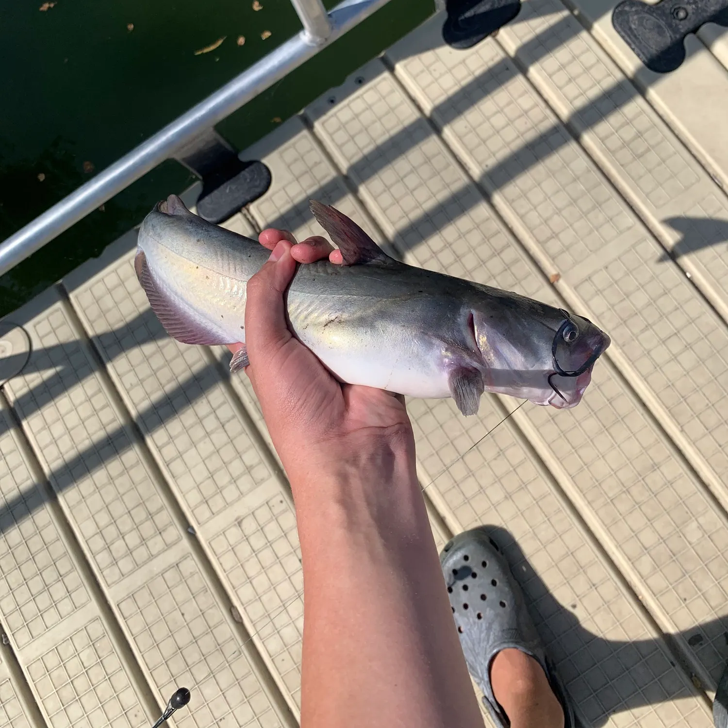 Channel catfish caught on Fishbrain