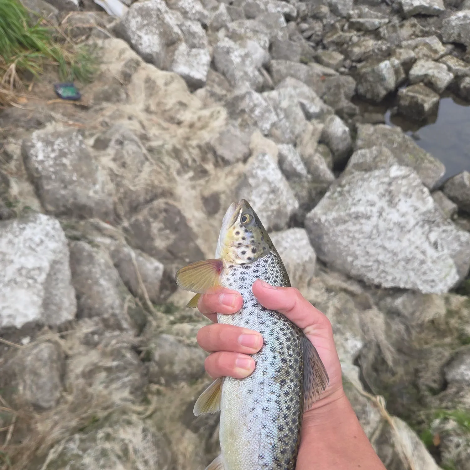 Brown trout caught on Fishbrain