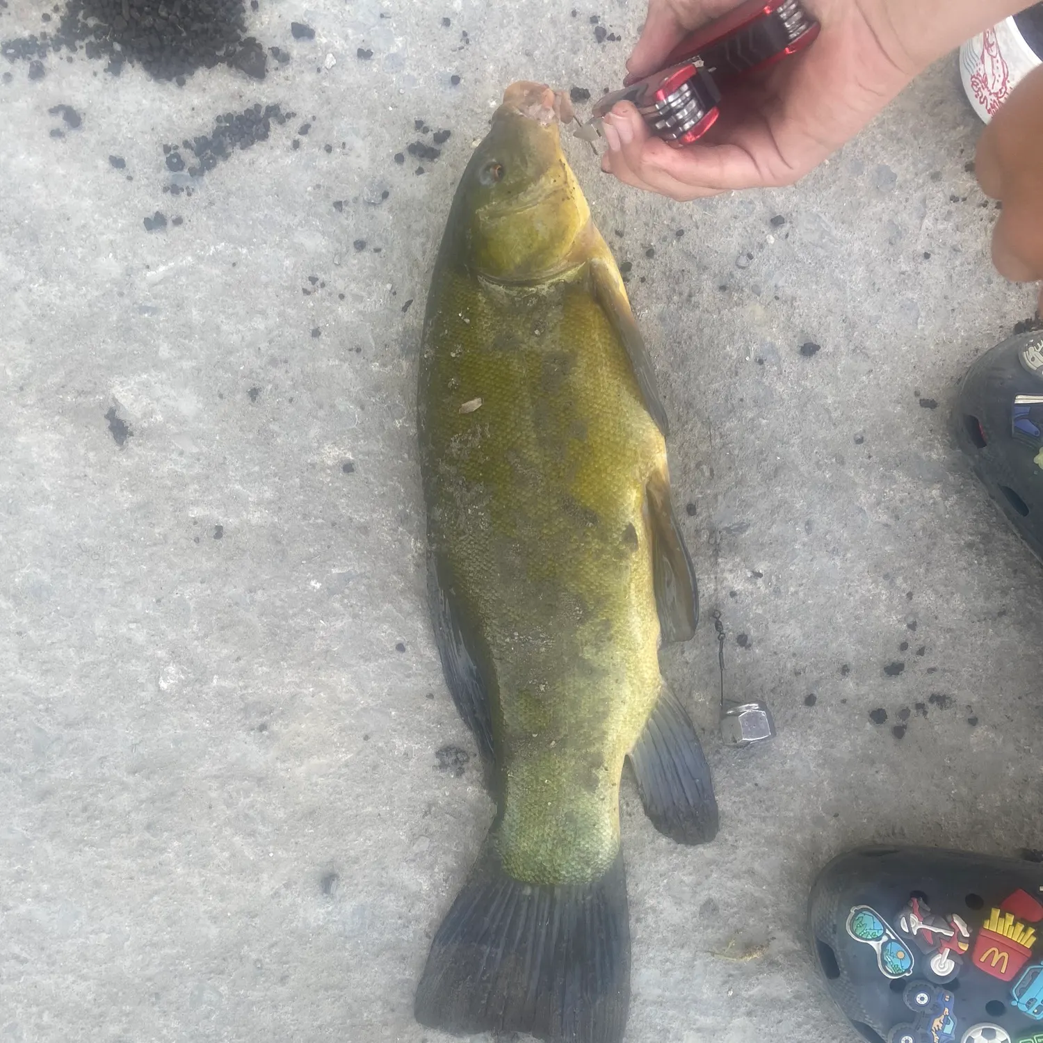 recently logged catches