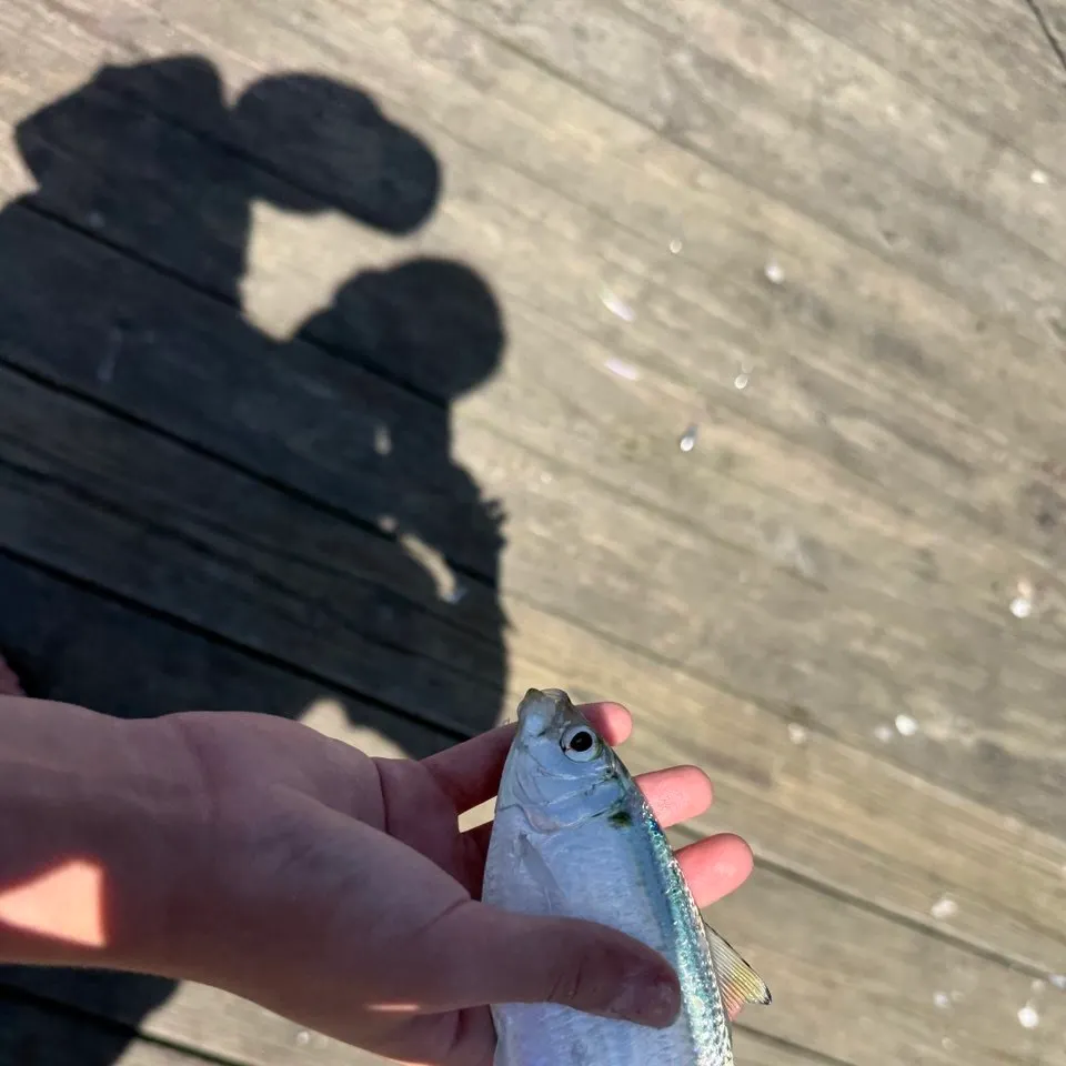 Atlantic herring caught on Fishbrain