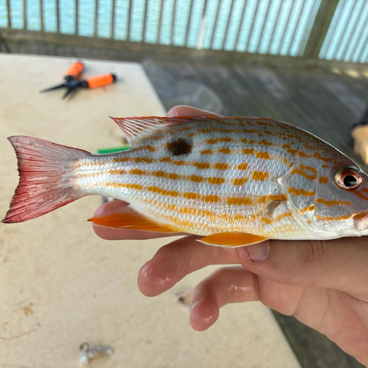 Lane snapper caught on Fishbrain