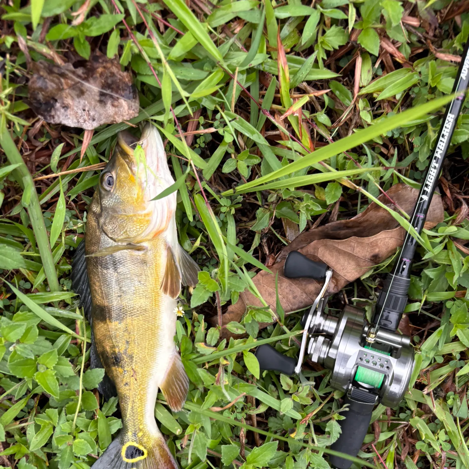 The most recent Butterfly peacock bass catches on Fishbrain