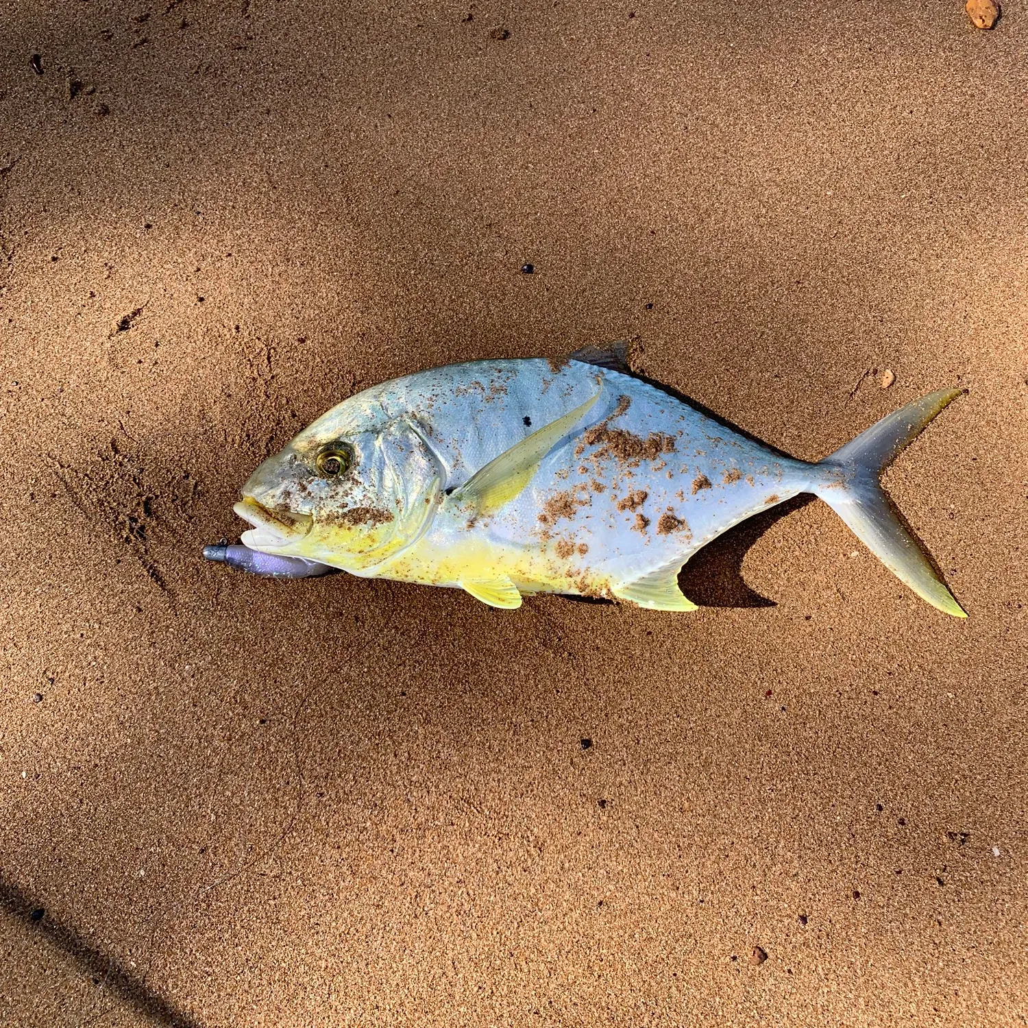 The most recent Golden trevally catches on Fishbrain