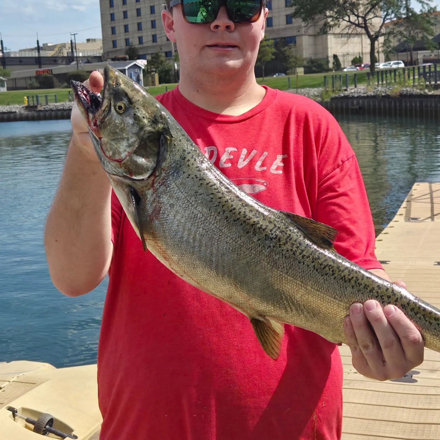 Chinook salmon caught on Fishbrain