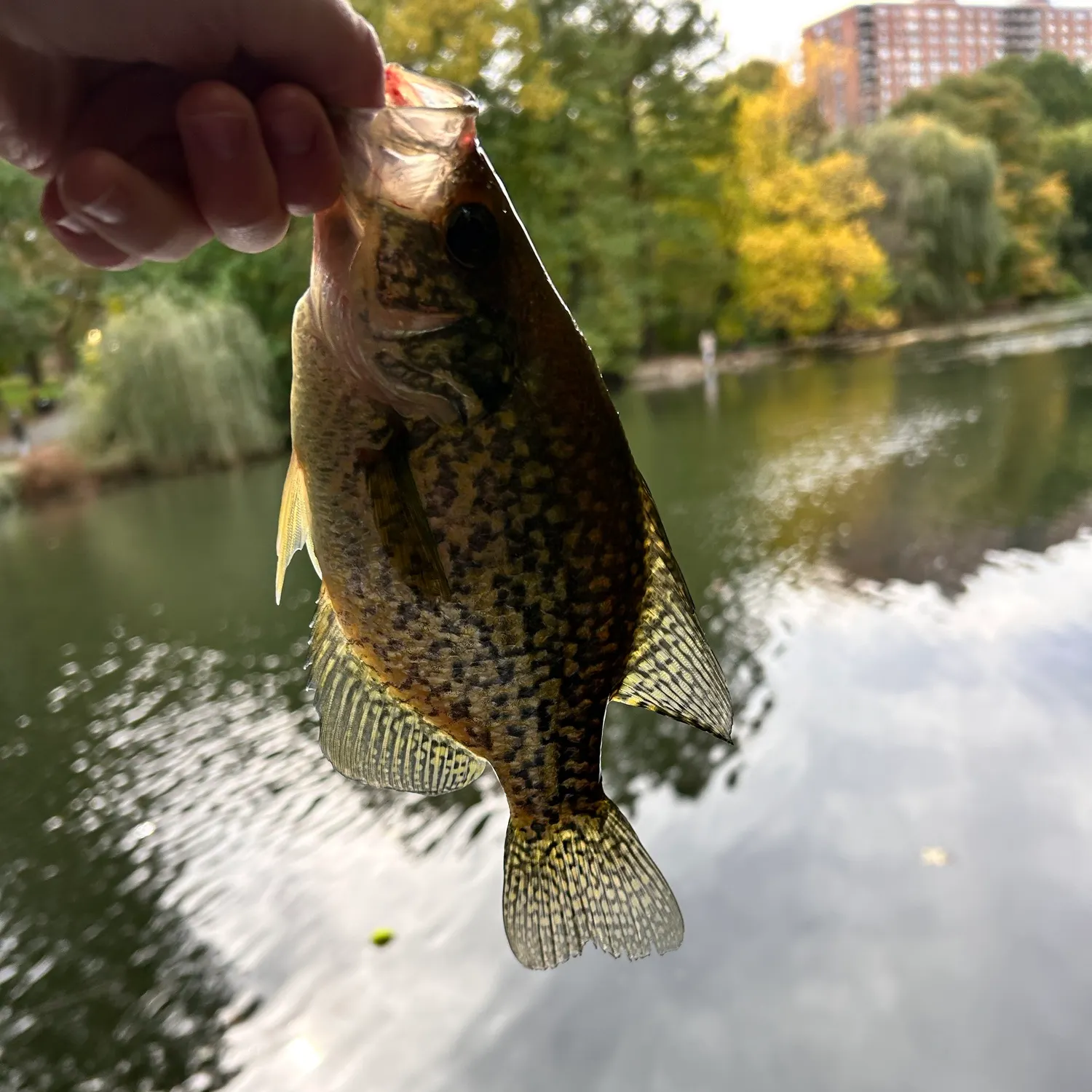 Black crappie caught on Fishbrain