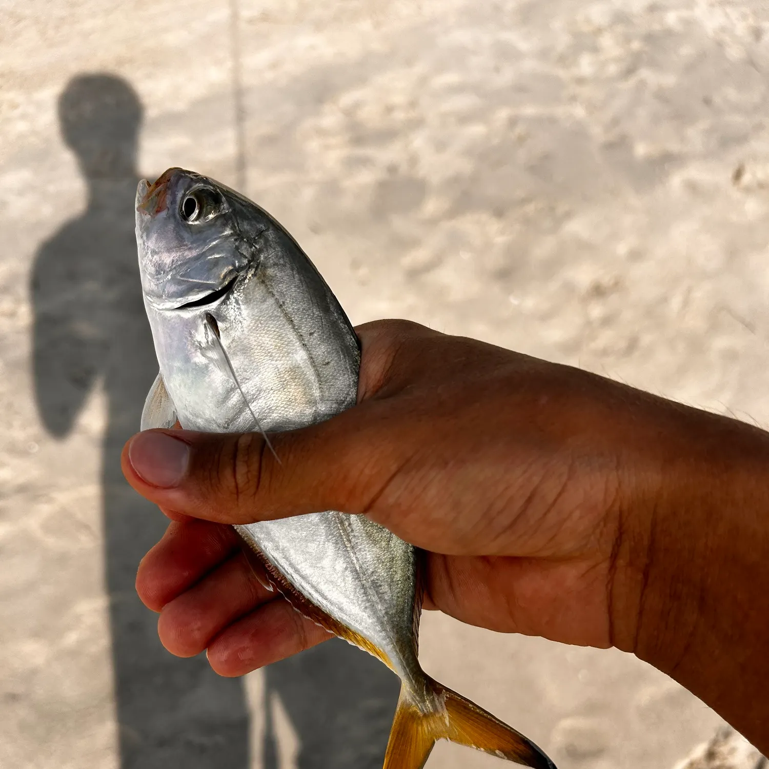 Crevalle jack caught on Fishbrain