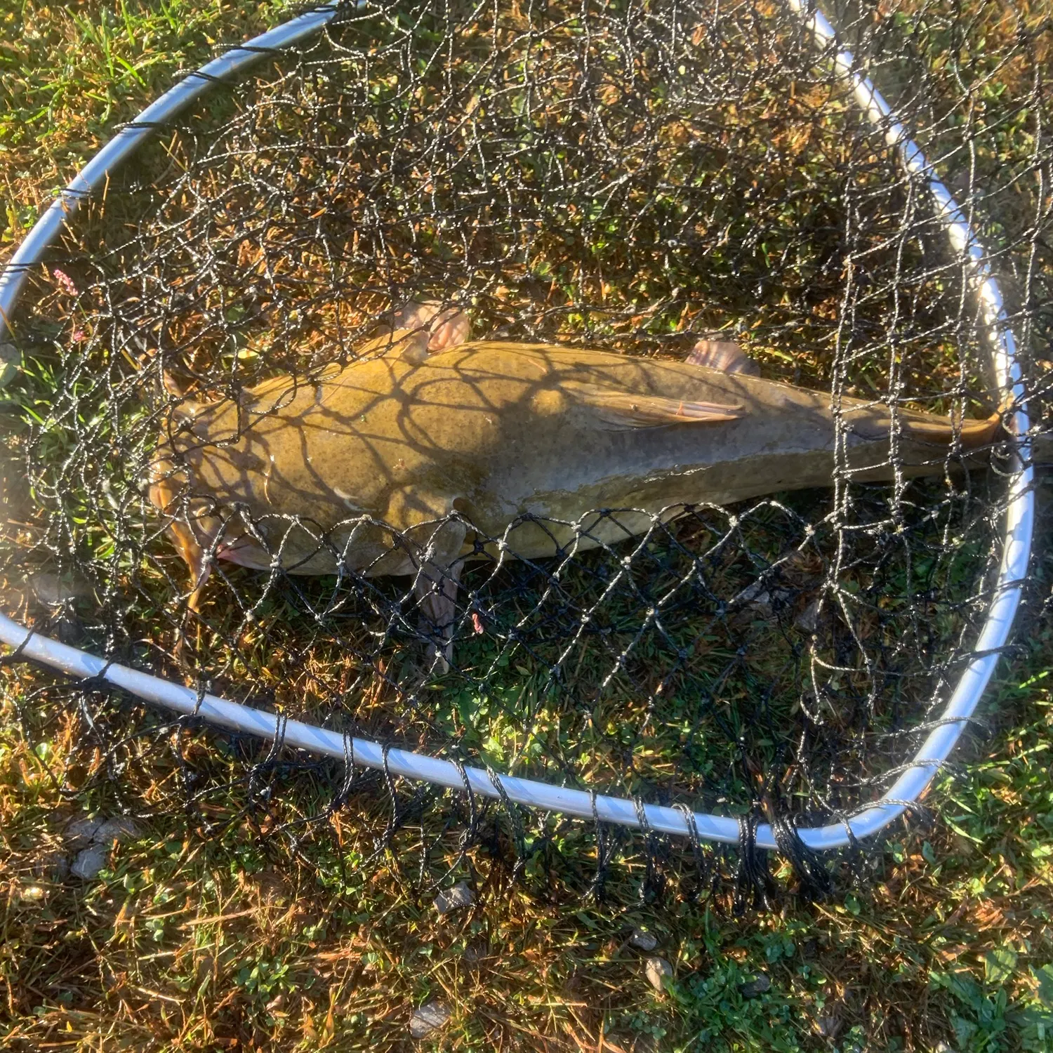 Fish caught on Fishbrain