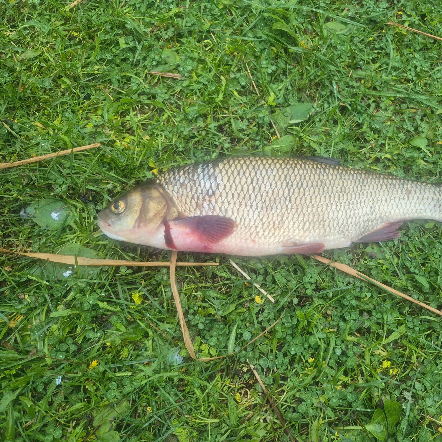 The most recent Ide catches on Fishbrain
