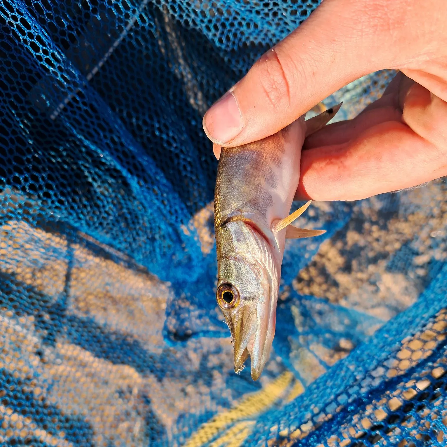 Northern pike caught on Fishbrain
