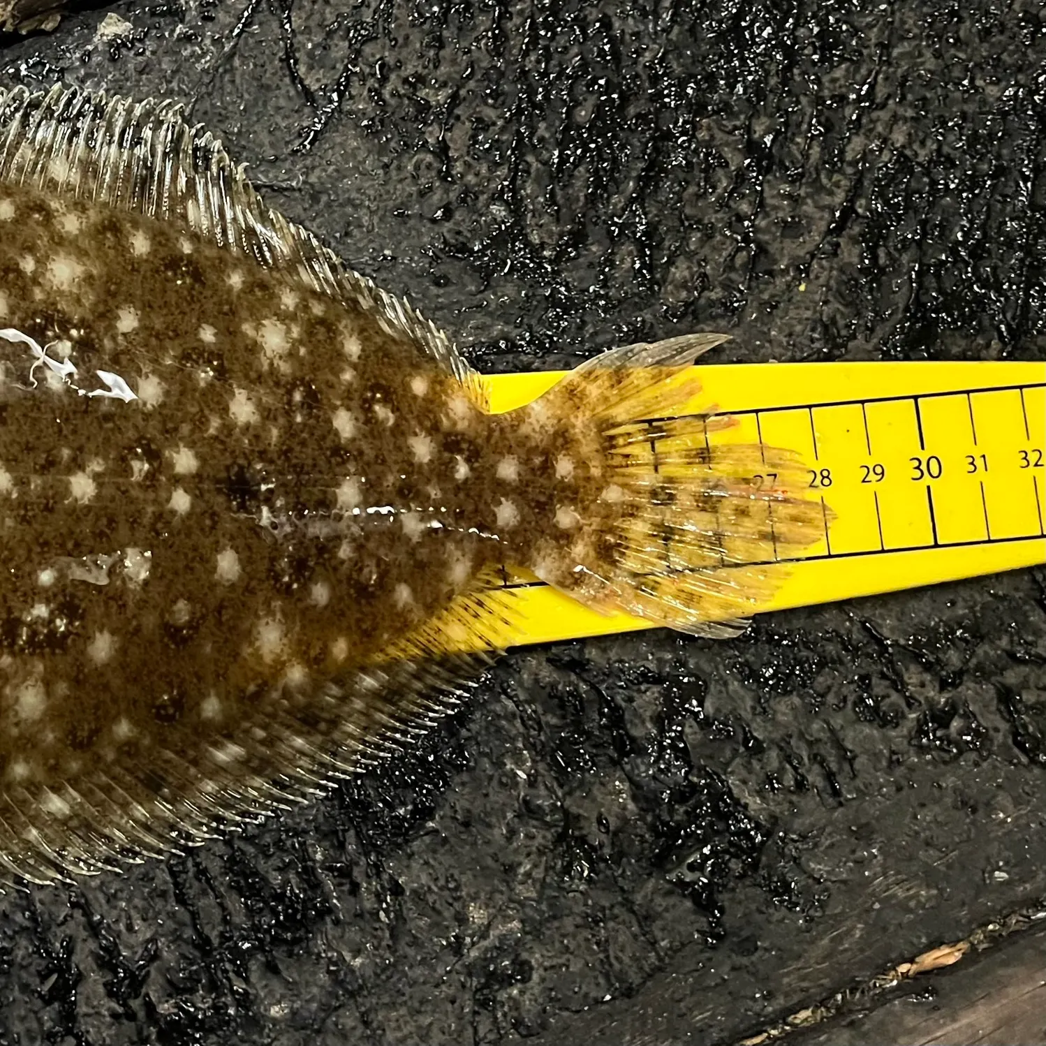 The most recent Largetooth flounder catches on Fishbrain