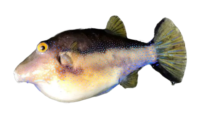 Macaronesian sharpnosed puffer