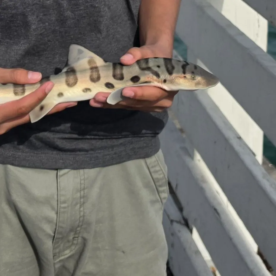 The most recent Leopard shark catches on Fishbrain