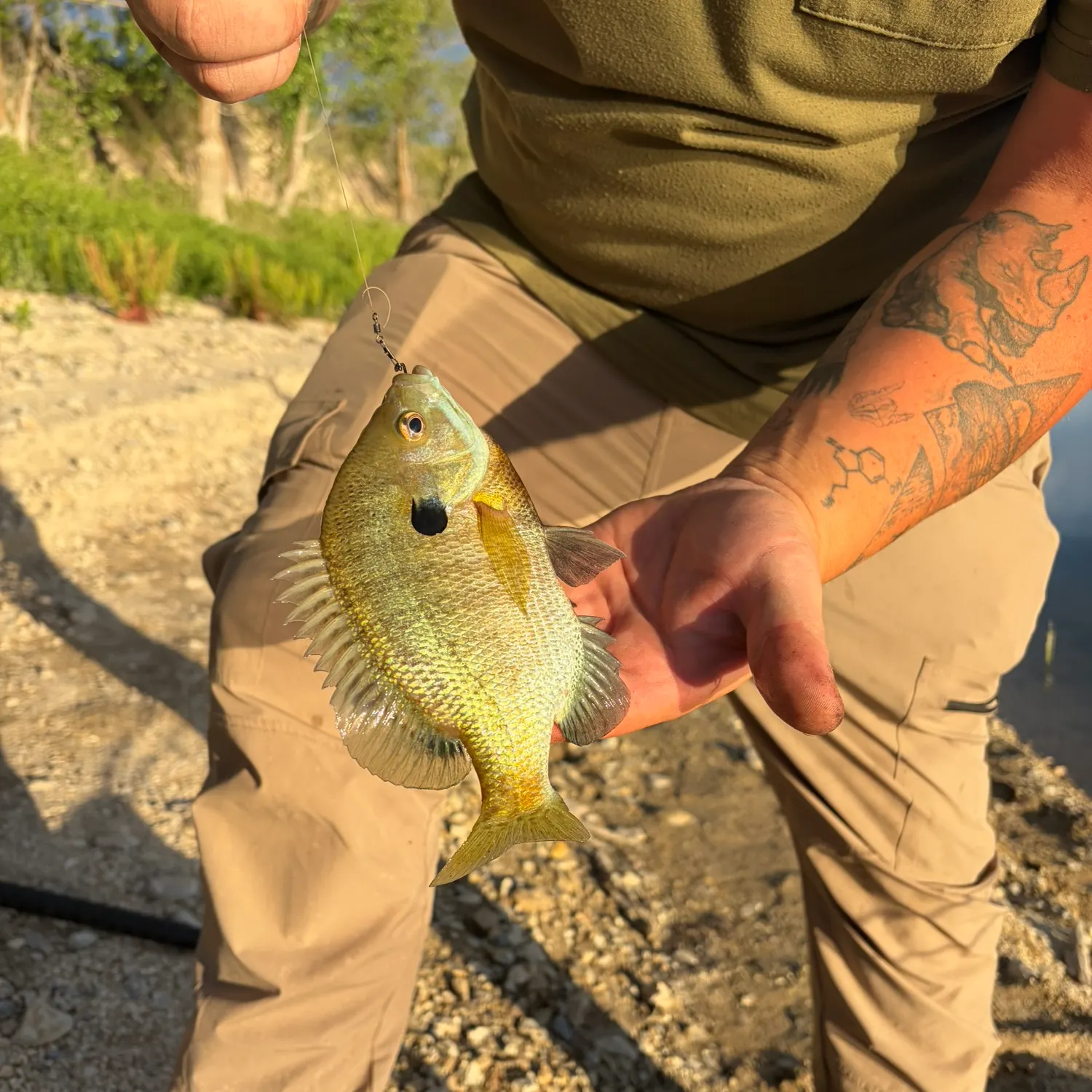 recently logged catches