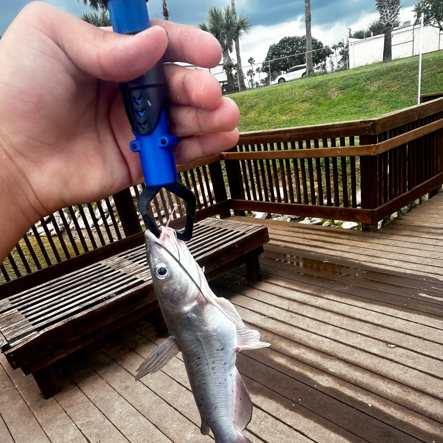 Channel catfish caught on Fishbrain