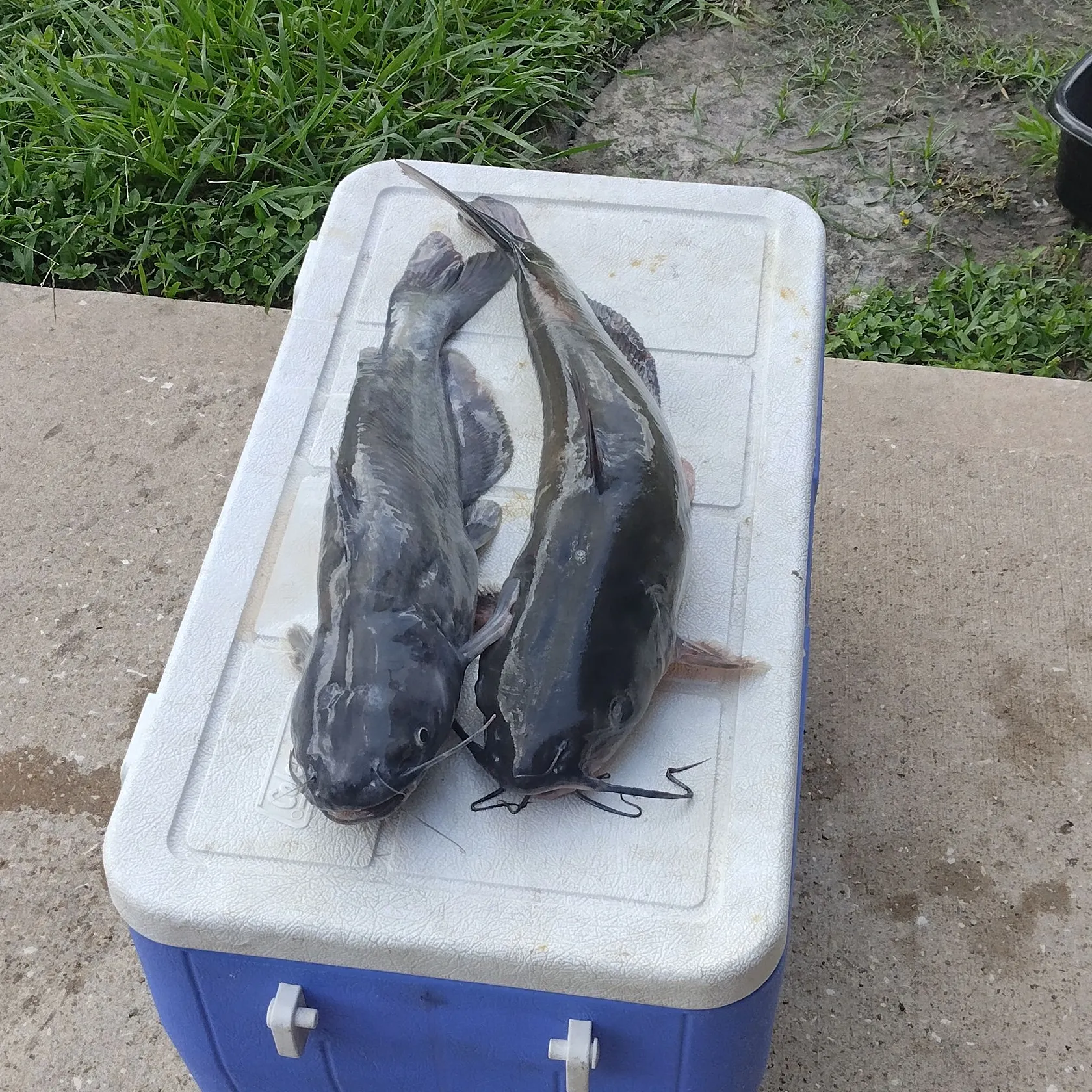 Fish caught on Fishbrain