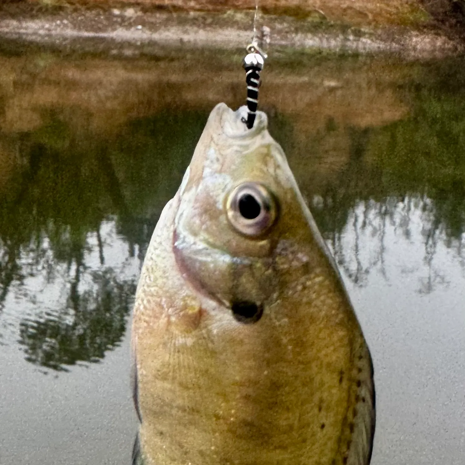 Bluegill caught on Fishbrain
