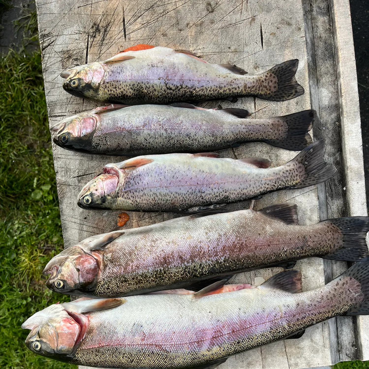 recently logged catches