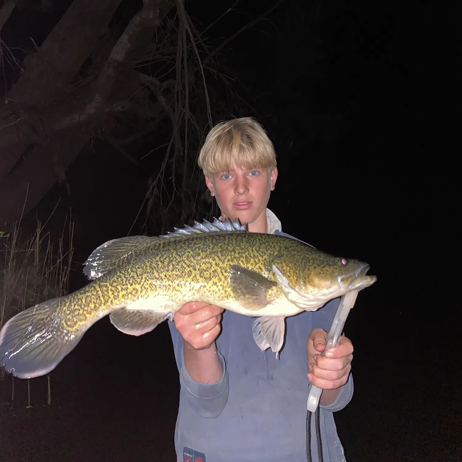 Murray cod caught on Fishbrain