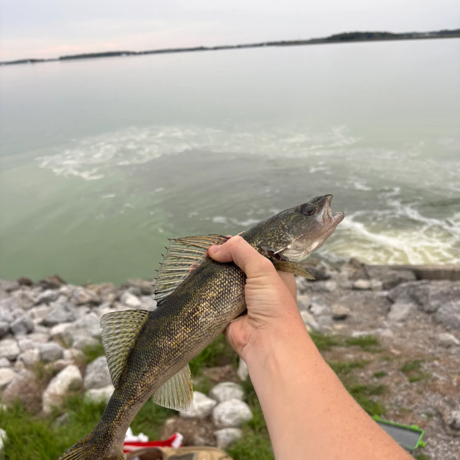 Saugeye caught on Fishbrain