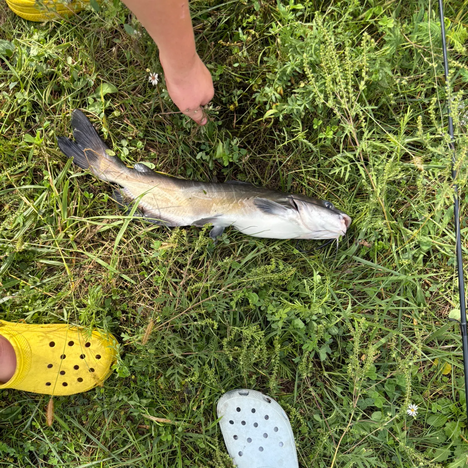 Channel catfish caught on Fishbrain